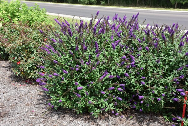 'Miss Violet' Butterfly Bush - Image 2