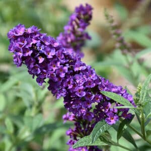 'Miss Violet' Butterfly Bush