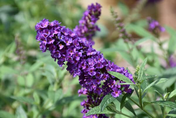 'Miss Violet' Butterfly Bush