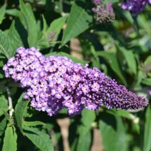 'Pugster Amethyst' Butterfly Bush