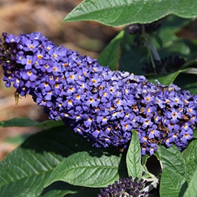 'Pugster Blue' Butterfly Bush