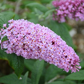'Pugster Pink' Butterfly Bush