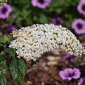'Pugster White' Butterfly Bush