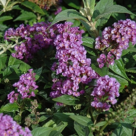 'Purple Haze' Butterfly Bush