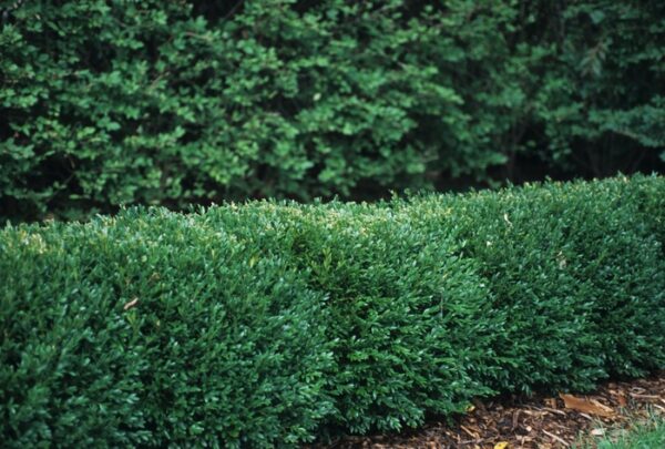Boxwood, 'Green Gem' - Image 2