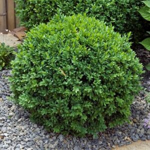 Boxwood, 'Green Gem'