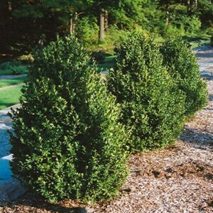Boxwood, 'Green Mountain'