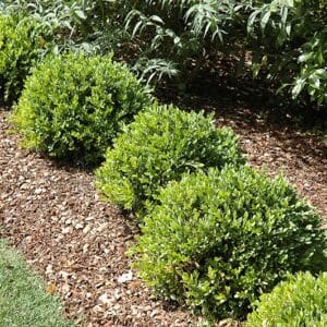 Boxwood, 'Green Velvet'