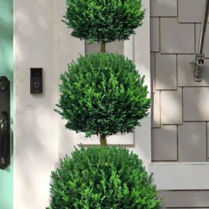 Boxwood, 'Green Mountain' Topiary