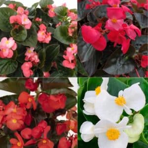 Begonia (Whopper/Megawatt/BIG/Dragon Wing) - 4"pot