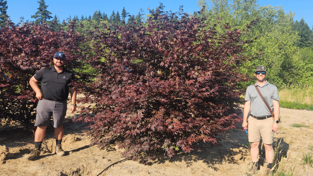 Ben and Eric with a larger Japanese maple in the field