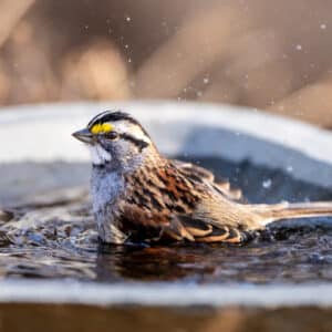 Burley Clay Birdbath