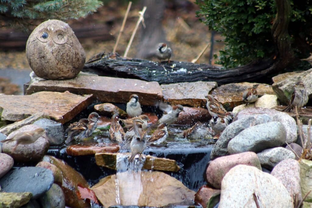 Pond