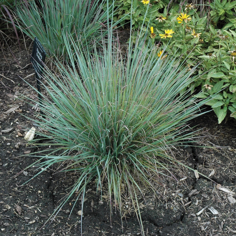Little Bluestem