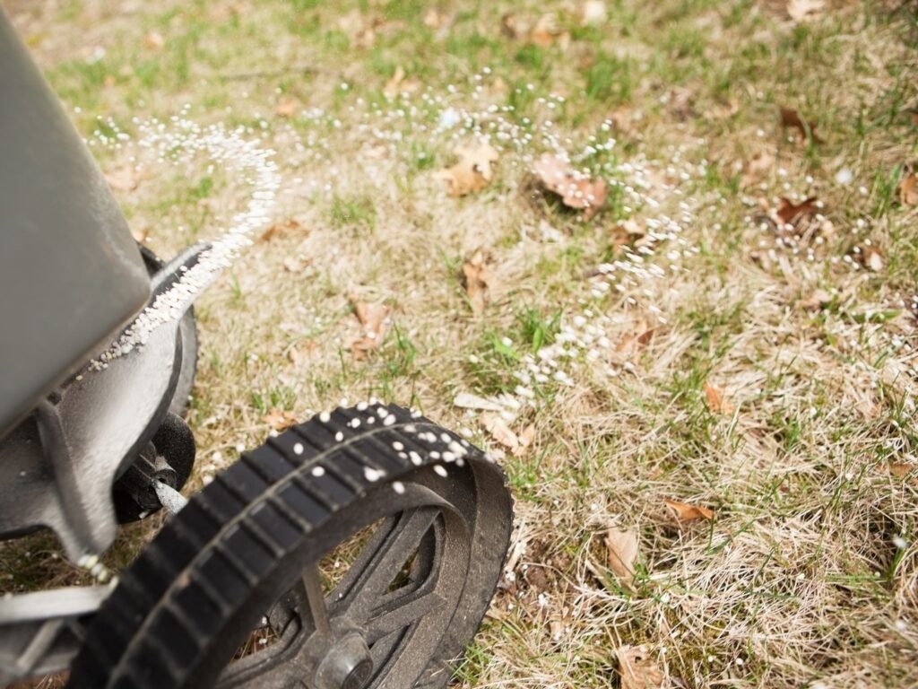 Broadcast spreader with granular fertilizer on lawn