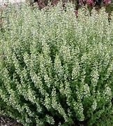 'Montrose White' Calamint