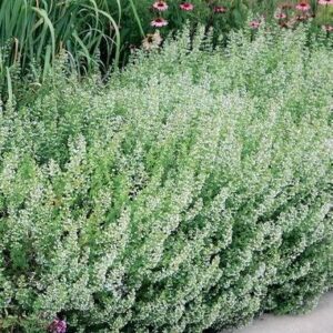 Calamint #1
