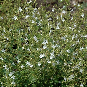 'White Cloud' Calamint