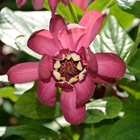Sweetshrub, 'Aphrodite'