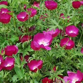 Poppy Mallow