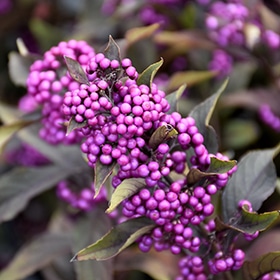 Beautyberry, Pearl Glam