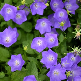 'Blue Clips' Bellflower