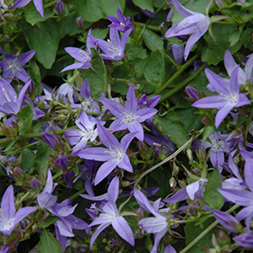 Serbian Bellflower #1