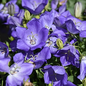 'Rapido Blue' Bellflower