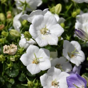 'Rapido White' Bellflower