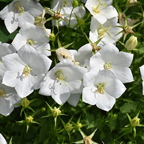 'White Clips' Bellflower