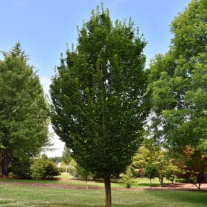 Hornbeam, European 'Emerald Ave' 2.0" LB