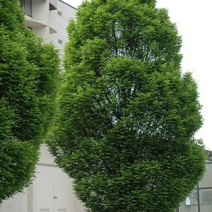 Hornbeam, European Columnar