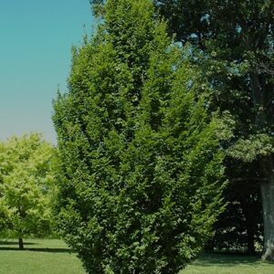 Hornbeam, European 'Frans Fontaine'