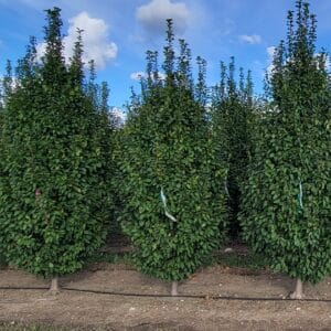 Hornbeam, European 'Lucas'