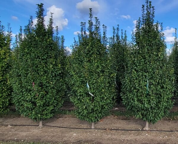 Hornbeam, European 'Lucas'