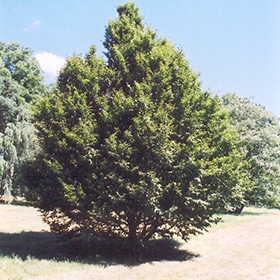 Hornbeam, American