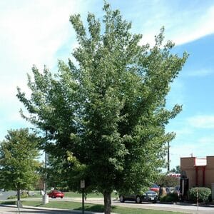 Hackberry, Common