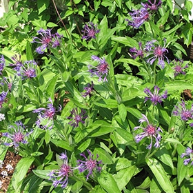 'Blue' Perennial Cornflower