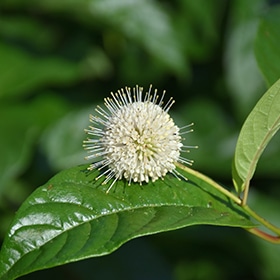Sugar Shack Buttonbush