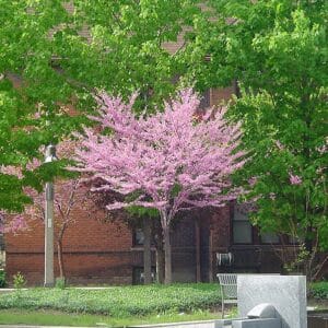 Redbud, Eastern