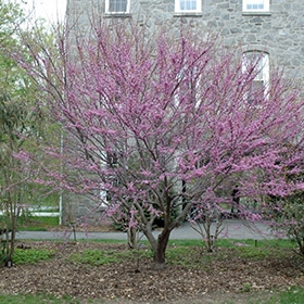 Redbud, 'Ace Of Hearts'
