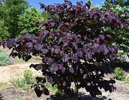 Redbud, 'Black Pearl'