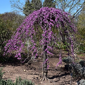 Redbud, Weeping 2.0"