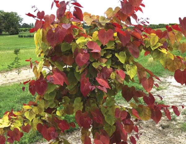 Redbud, 'Flame Thrower' 1.5"