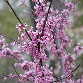 Redbud, 'Forest Pansy'
