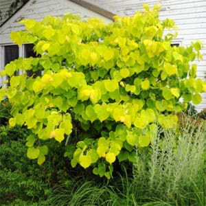 Redbud, 'Hearts of Gold'