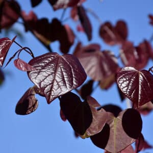 Redbud, 'Merlot' 2.0"