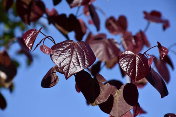 Redbud, 'Merlot' 2.0"