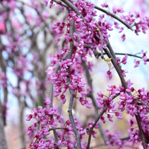 Redbud, Pink Heartbreaker