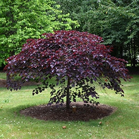 Redbud, 'Ruby Falls'